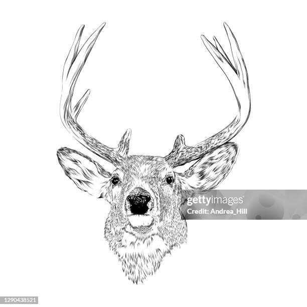 hirsch mit geweih stift und tinte zeichnung. vektor eps illustration - antler stock-grafiken, -clipart, -cartoons und -symbole