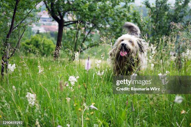 italian sheepdog running through meadow - long nose ストックフォトと画像