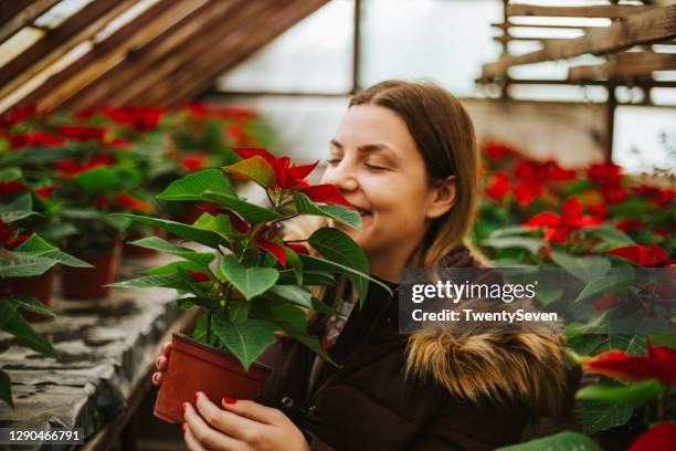 young woman buying poinsettia flowers - poinsettia stock pictures, royalty-free photos & images