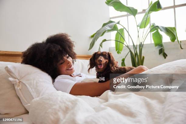 smiling young woman waking up in bed with her dachshund - cosy dog stock pictures, royalty-free photos & images