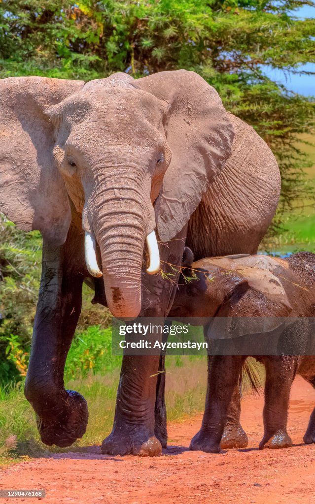 Breastfeeding baby African Elephant