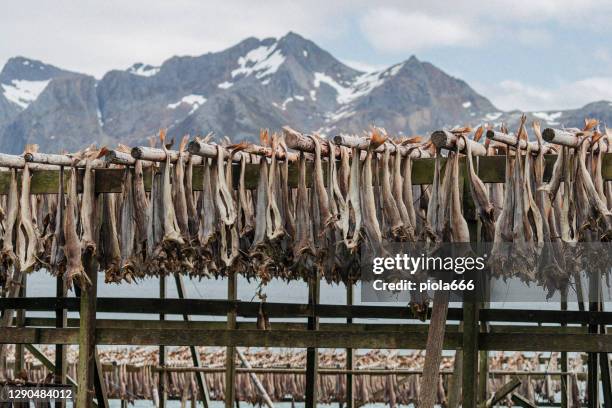 estantes de peces en las islas lofoten, noruega: industria pesquera de bacalao - pescado seco fotografías e imágenes de stock