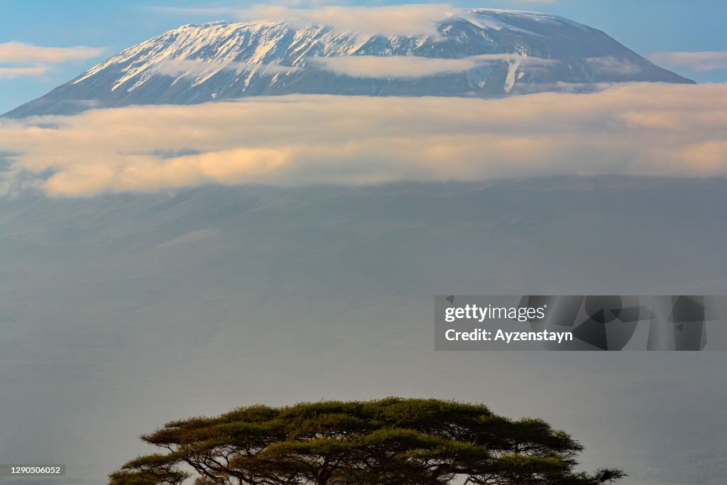 Mt Kilimanjaro and Acacia Tree at Sunrise