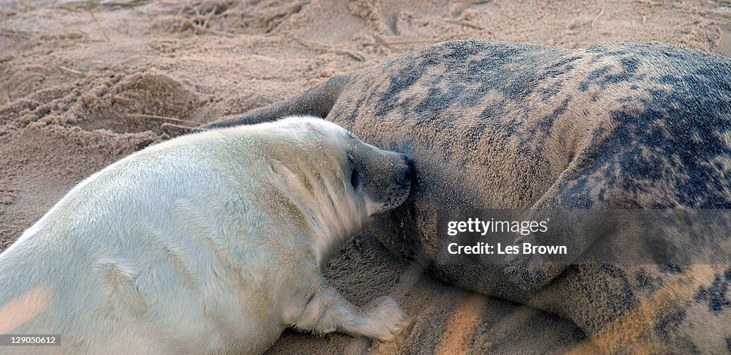 Baby seal feeding on Horsey beach