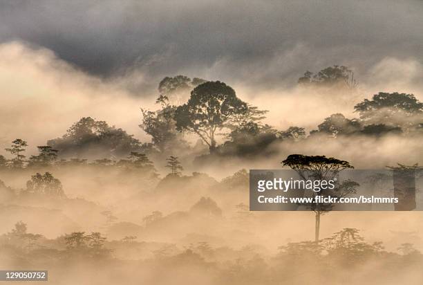 early morning mist on mulu jungle - gunung mulu national park stock pictures, royalty-free photos & images