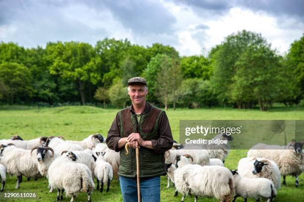 herder leunend op zijn personeel - shepherds staff stockfoto's en -beelden