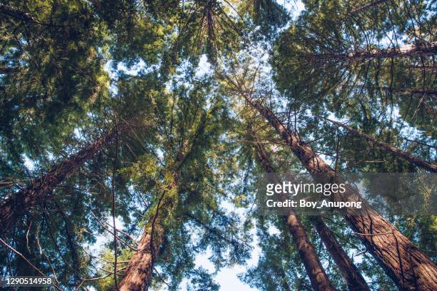 the big red woods forest in te mata peak of hawke's bay region, new zealand. - forest new zealand stock-fotos und bilder