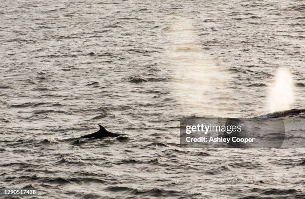 sei whales (balaenoptera borealis) in the drake passage, antarctica. - balaenoptera borealis stock pictures, royalty-free photos & images