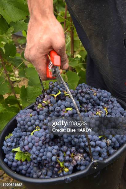 Grappes de raisins dans un seau, vendanges en Champagne dans les vignes du viticulteur Fallet-Dart, famille issue d'une longue lignée de viticulteurs...