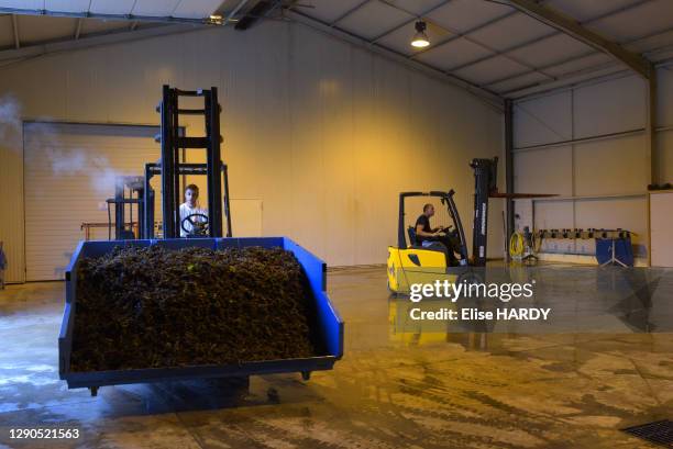 Benne transportant des grappes de raisin, viticulteur Fallet-Dart, famille issue d'une longue lignée de viticulteurs dont les premières traces...