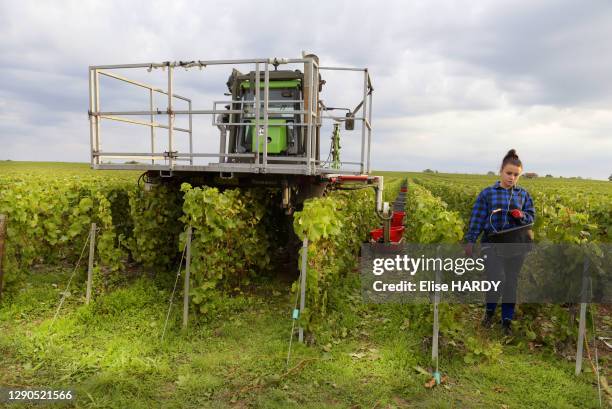 Machine à vendanger et jeune vendangeuse dans une allée des vignes du viticulteur Fallet-Dart, famille issue d'une longue lignée de viticulteurs dont...