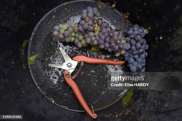 Grappe de raisin et sécateur, vendanges en Champagne dans les vignes du viticulteur Fallet-Dart, famille issue d'une longue lignée de viticulteurs...