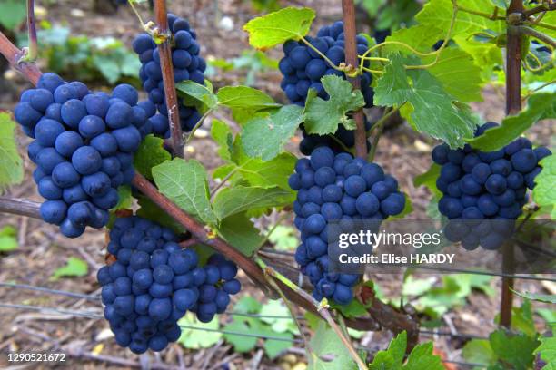 Grappes de raisin dans les vignes du viticulteur Fallet-Dart, famille issue d'une longue lignée de viticulteurs dont les premières traces remontent à...