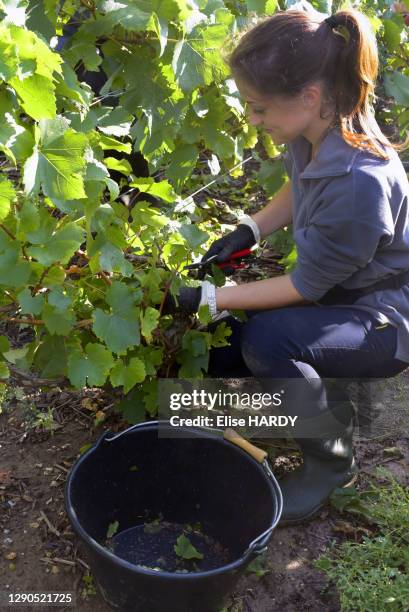 Vendangeuse dans les vignes du viticulteur Fallet-Dart, famille issue d'une longue lignée de viticulteurs dont les premières traces remontent à 1610,...