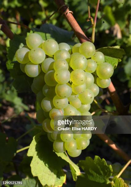 Grappe de raisin dans les vignes du viticulteur Fallet-Dart, famille issue d'une longue lignée de viticulteurs dont les premières traces remontent à...
