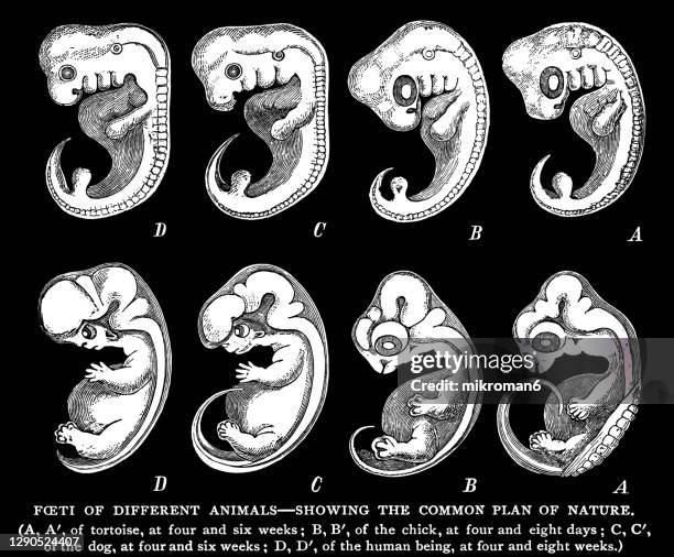 old engraved illustration of foetus of different animals - showing the common plan of nature - embryos stock pictures, royalty-free photos & images