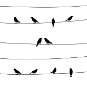 Silhouette of birds on wires