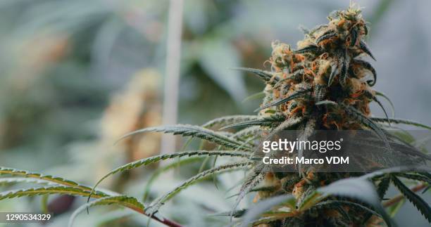 緑のものが得るように純粋 - marijuana   herbal cannabis ストックフォトと画像