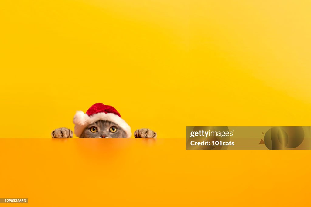Chat de Noël avec le chapeau de père noël