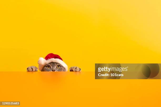 chat de noël avec le chapeau de père noël - chat rigolo photos et images de collection