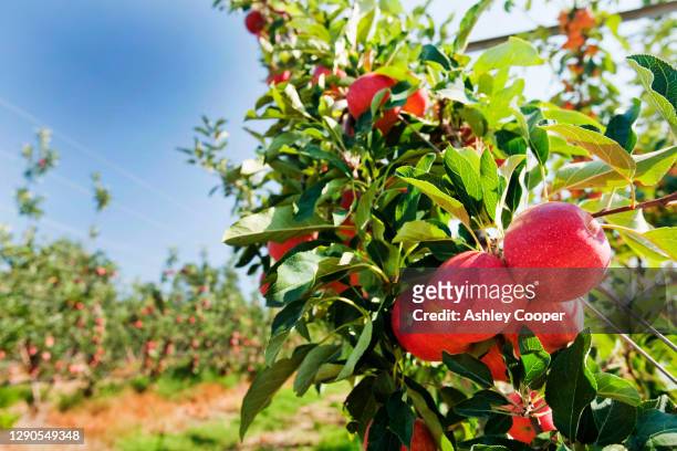 an apple orchard near shepperton, victoria, australia. - orchard stock pictures, royalty-free photos & images