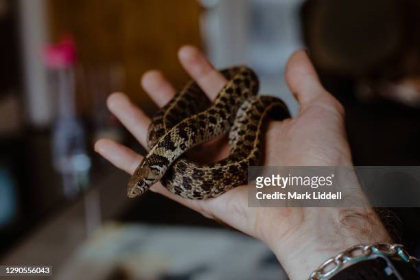 hand holding a pet garter snake indoors - garter snake stock-fotos und bilder