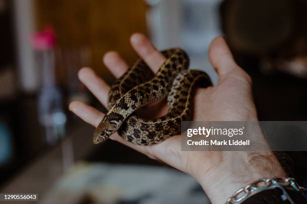 hand holding a pet garter snake indoors - phobia foto e immagini stock