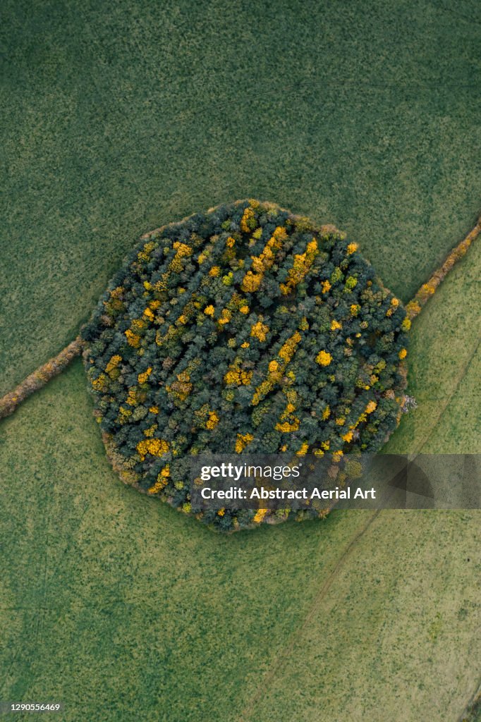 Drone shot above a circular woodland during autumn, England, United Kingdom