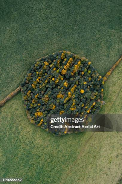 drone shot above a circular woodland during autumn, england, united kingdom - rise above stock pictures, royalty-free photos & images