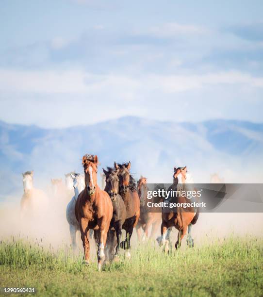 wildpferde galoppieren - american ranch landscape stock-fotos und bilder