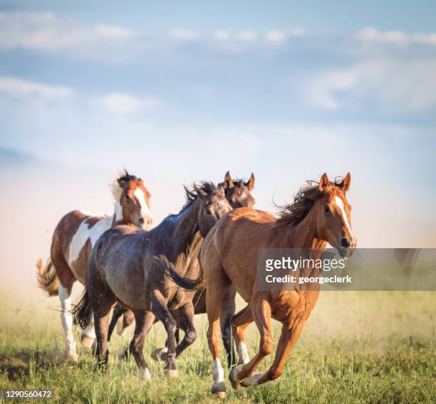 galopantes caballos salvajes - animales salvajes fotografías e imágenes de stock
