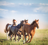 Galloping wild horses