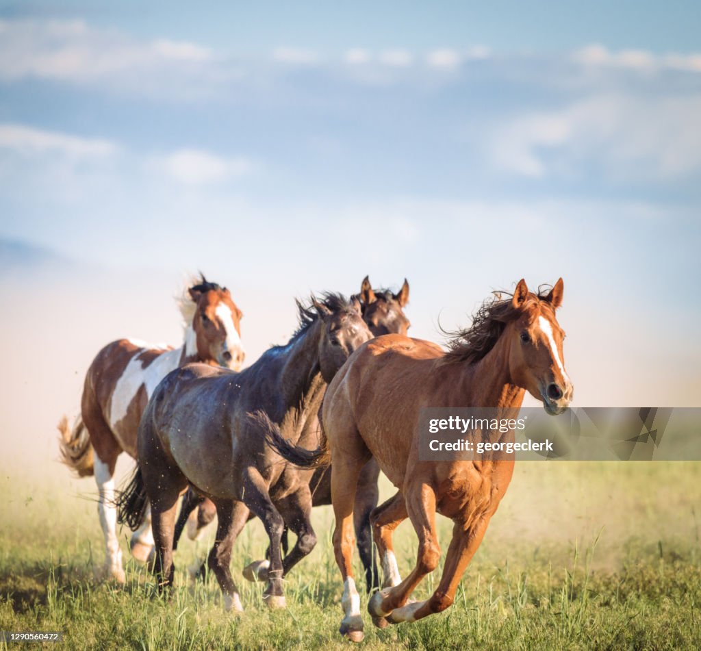 Galloping wild horses