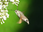 Moro-sphinx --- Sphinx hummingbird --- Cantle-milk Sphinx --- Flybird (Macroglossum stellatarum)