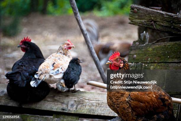 chicken - nieuwendijk stock pictures, royalty-free photos & images