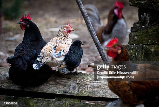 raising chickens - nieuwendijk stock pictures, royalty-free photos & images