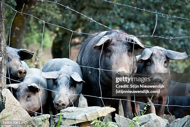 pig and piglets - nieuwendijk stock pictures, royalty-free photos & images