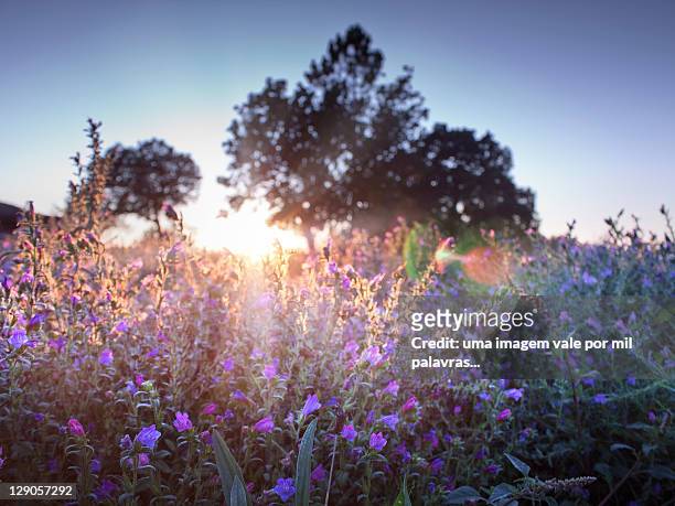 evening light at flower field - fotografia imagem fotografías e imágenes de stock
