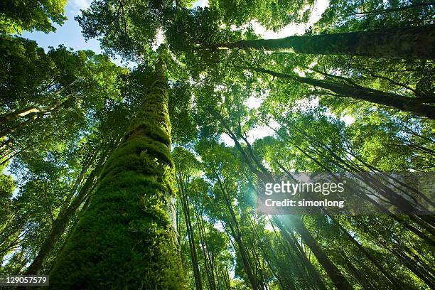 tropical rainforest in asia - directly below tree stock-fotos und bilder