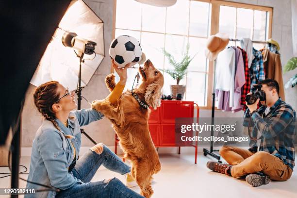 happy atmosphere in photo studio - pets thunderstorm stock pictures, royalty-free photos & images