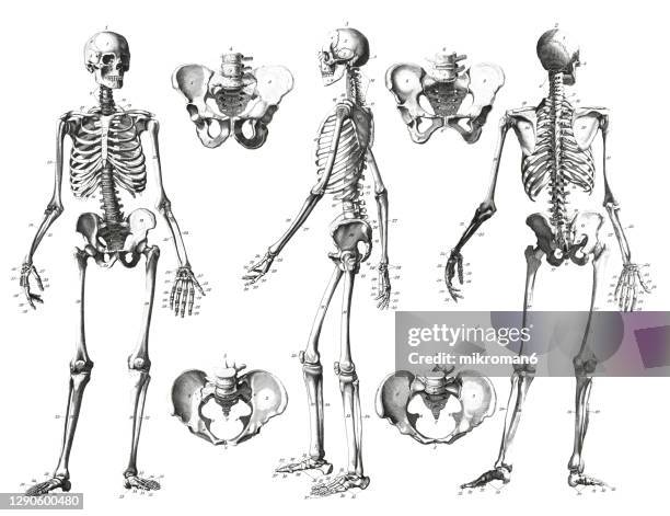 old engraved illustration of the human skeleton - tibia stock pictures, royalty-free photos & images