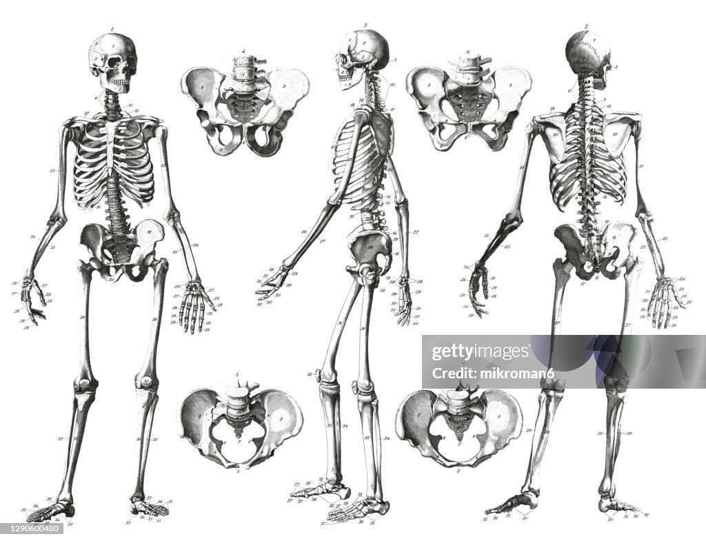 Old engraved illustration of The human skeleton