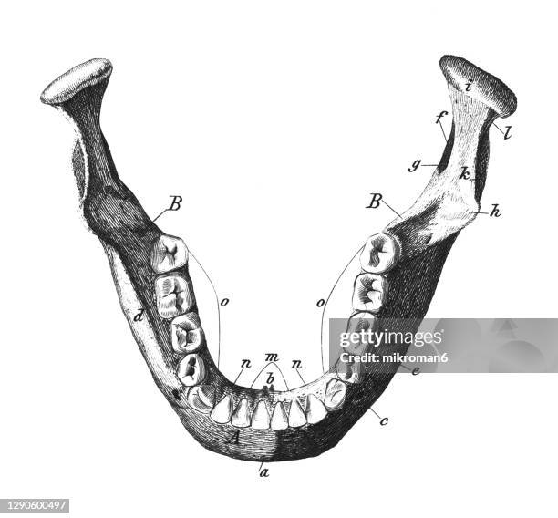 Bone Teeth Example 351 Human Teeth Diagram Stock Photos, High-Res Pictures, and Images ...