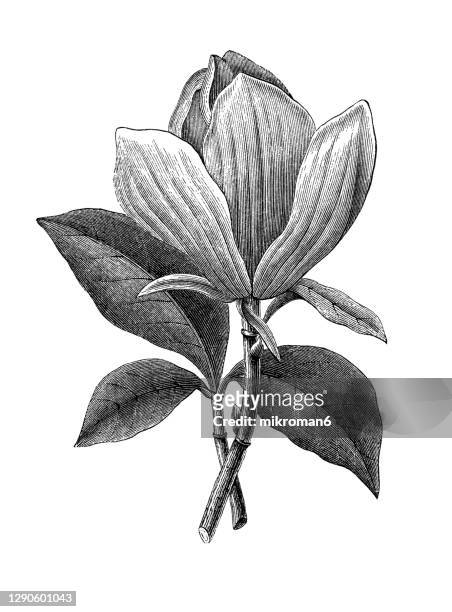 old engraved illustration of botany, magnolia (magnolia grandiflora) - wildflower drawing stock pictures, royalty-free photos & images
