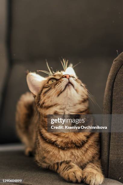 kitten of a bengal cat lays on a chair - brown spotted bengal stock pictures, royalty-free photos & images