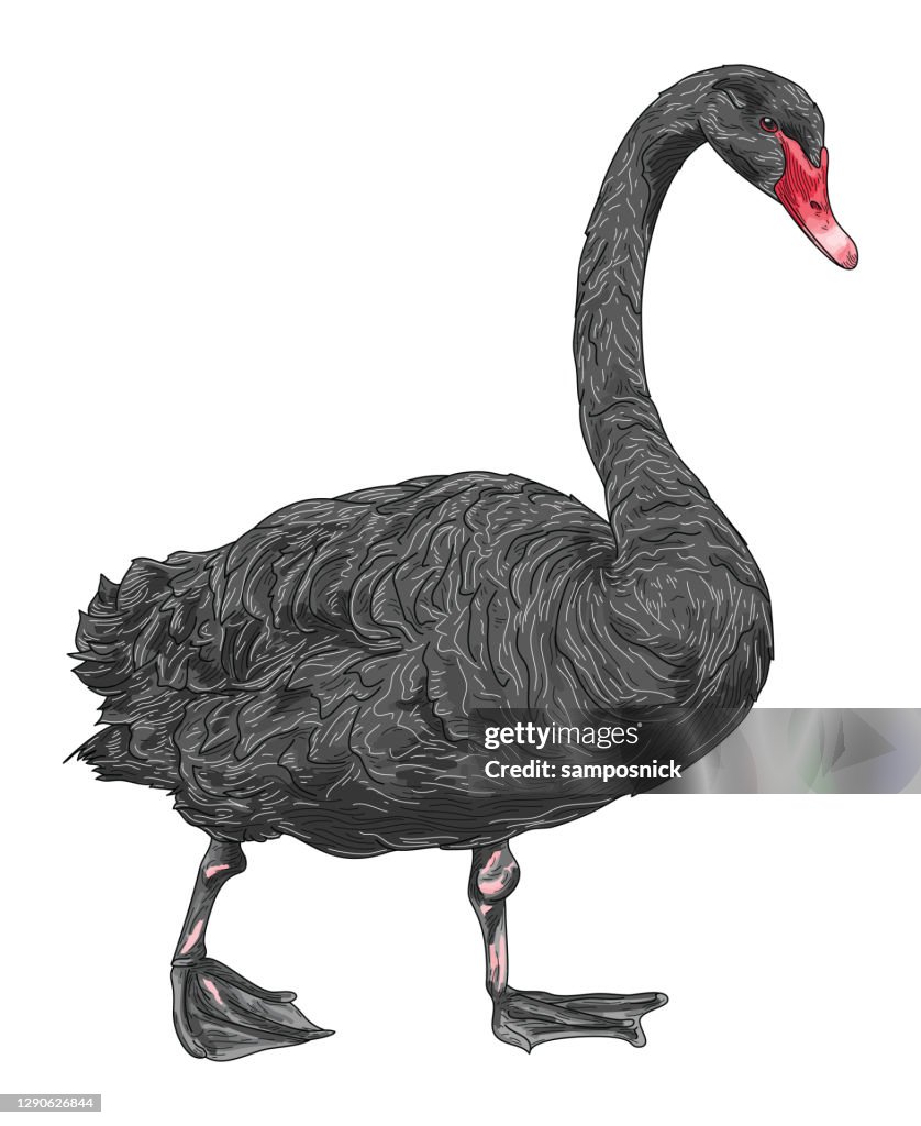Detailed Line Art Black Swan