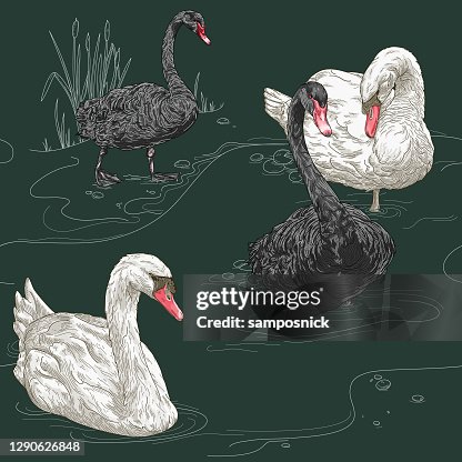 Detailed Vintage Elegant Swan Seamless Pattern Detailed Vintage Elegant Swan Seamless Pattern