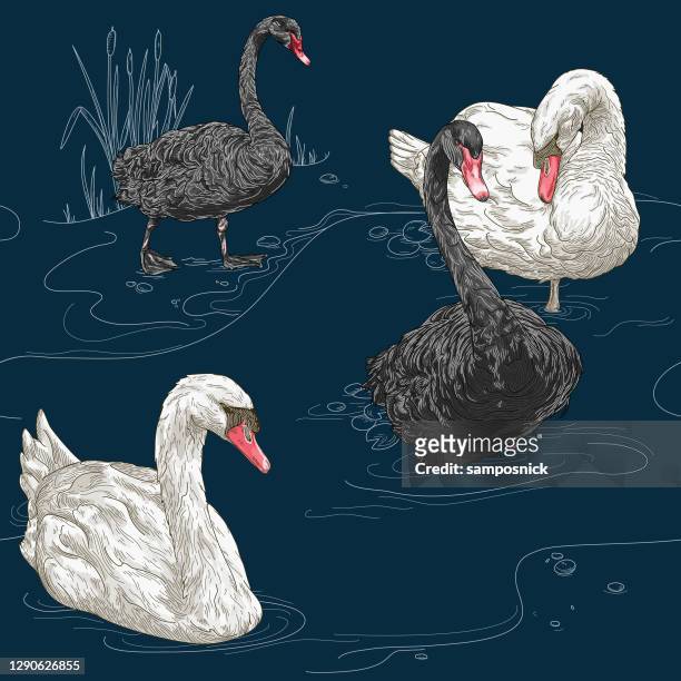 31 Black Swan High Res Illustrations - Getty Images