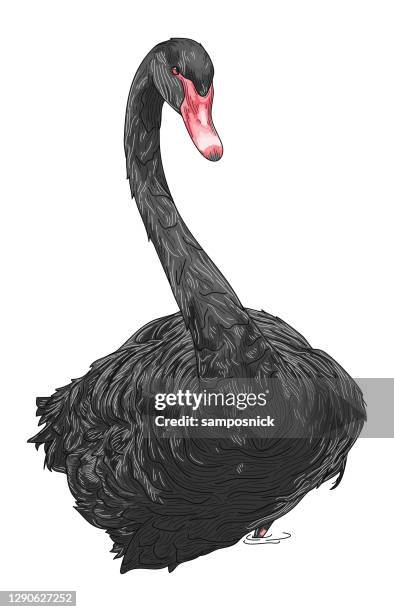 detailed line art black swan - black swans stock illustrations
