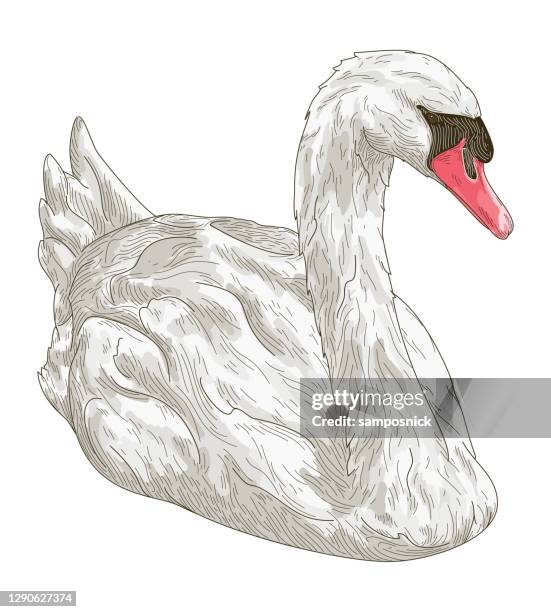 ilustraciones, imágenes clip art, dibujos animados e iconos de stock de línea detallada arte blanco silenciar cisne - cisne blanco común